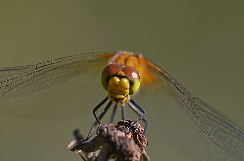 Ruddy Darter - Dragonflies and damselflies