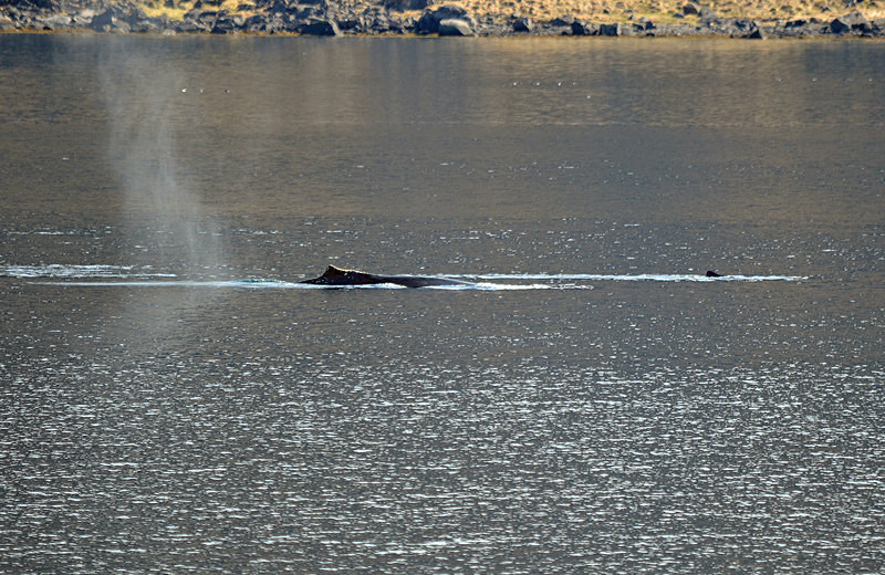 Humpback Whales - Westfjords