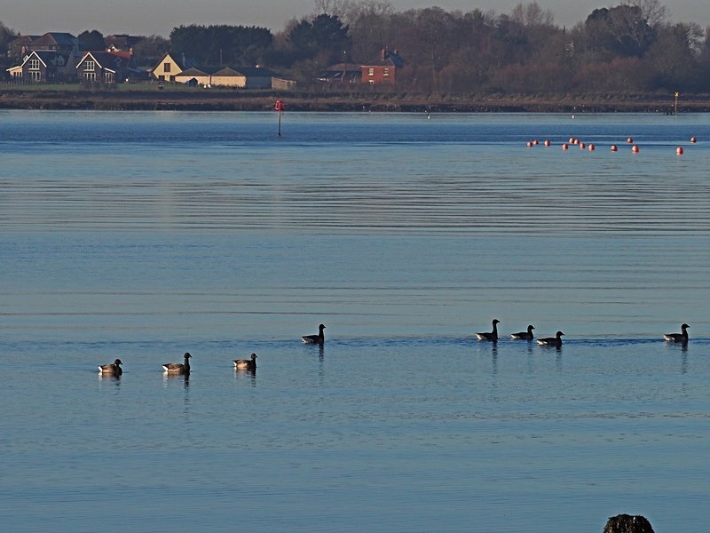 Dark-bellied Brent Geese - Black geese