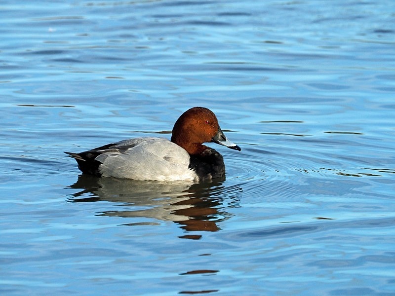 Common Pochard - Diving ducks