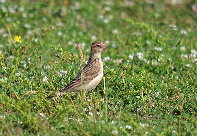Greater Short-toed Lark - Bulgaria