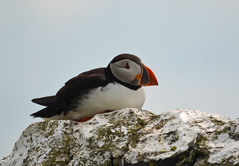 Puffin - Puffins