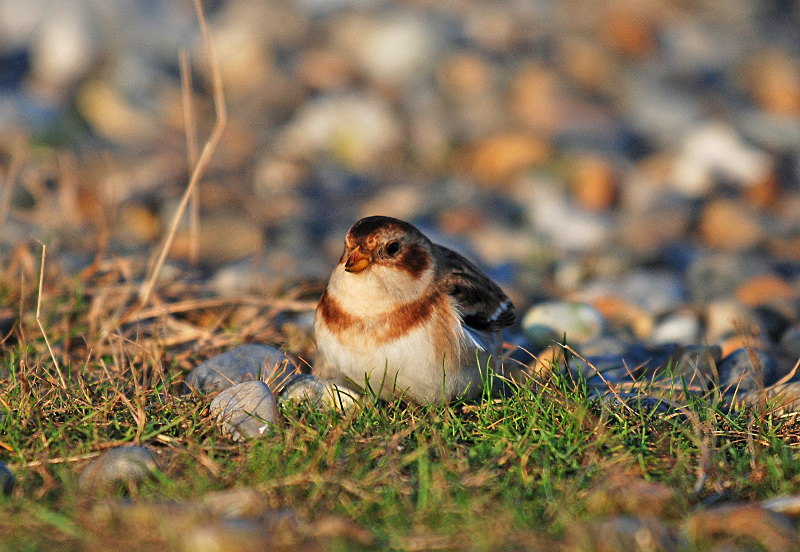 Snow Bunting - Buntings