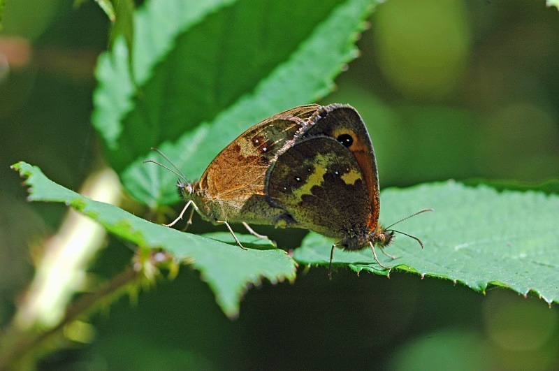 Gatekeepers - Butterflies