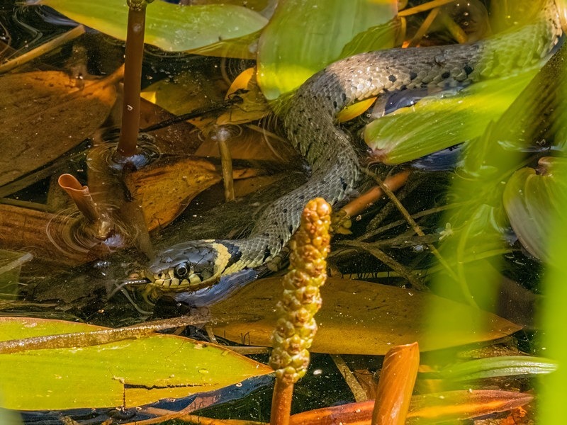Grass Snake - Snakes
