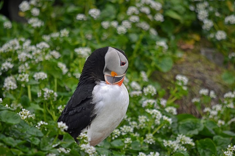 Puffin - North Norway