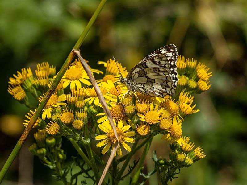 Marbled White - Butterflies