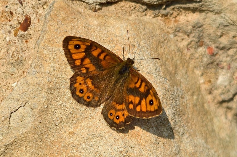 Wall - Butterflies
