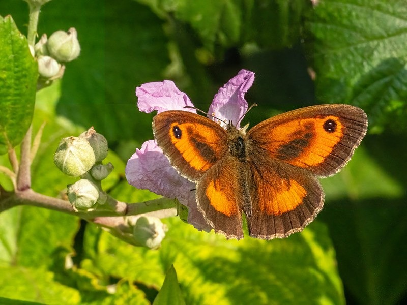 Gatekeeper - Butterflies