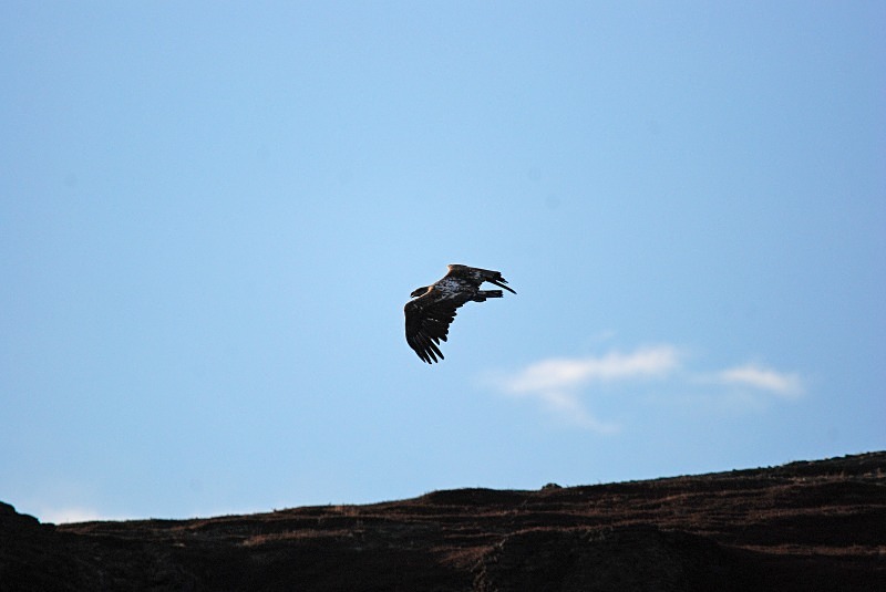 White-tailed Eagle - North Finland and north Norway - May and June 2009