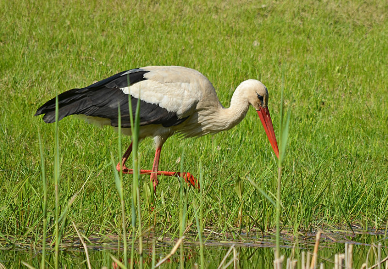 White Stork - Estonia