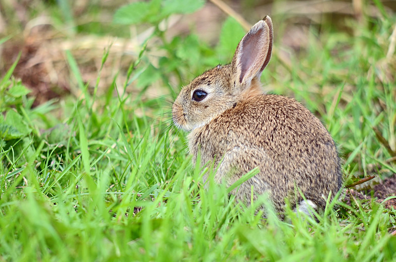 Rabbit - Other mammals