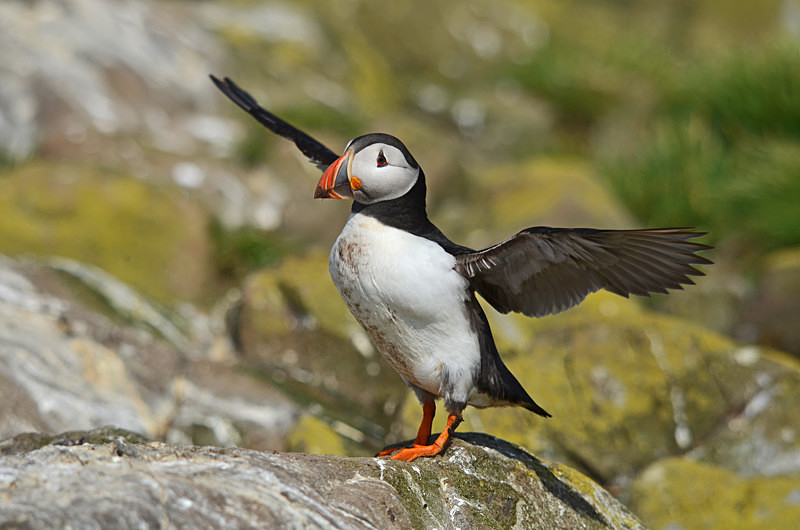 Puffin - Puffins