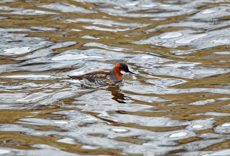 Red-necked Phalarope - North east Iceland