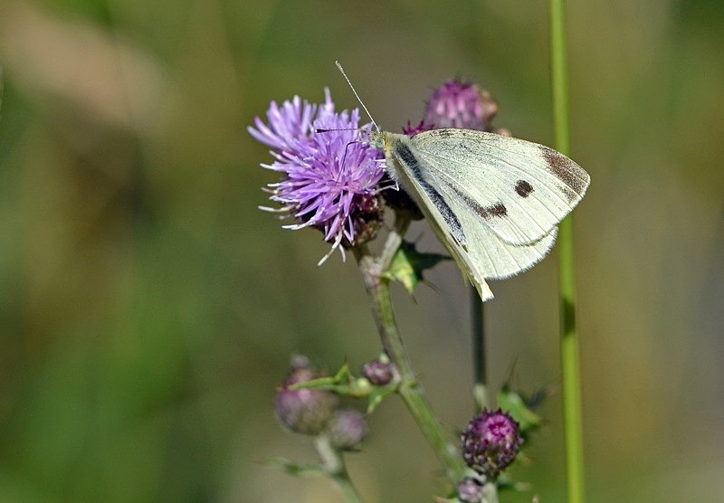 Small White - Butterflies