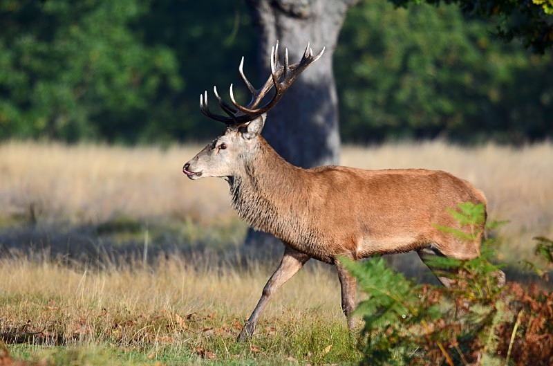 Red Deer - Red Deer
