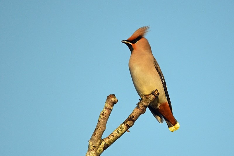 Waxwing - Waxwings