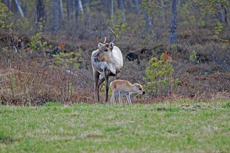Reindeer - North Finland and north Norway - May and June 2009