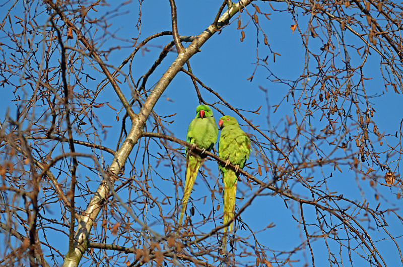 Ring-necked Parakeets - Parakeets