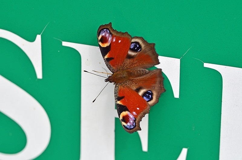 Peacock - Butterflies