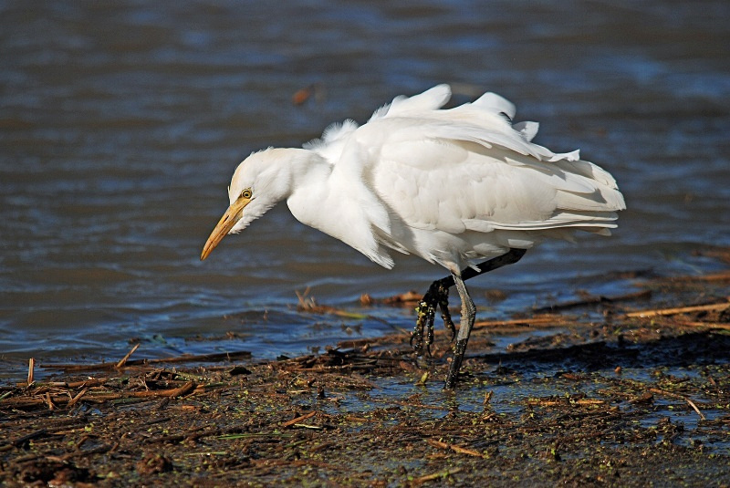 November 2009 - Cattle Egret - Photos of the month