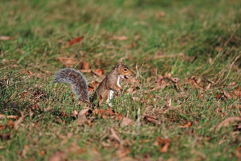Grey Squirrel - Grey Squirrels