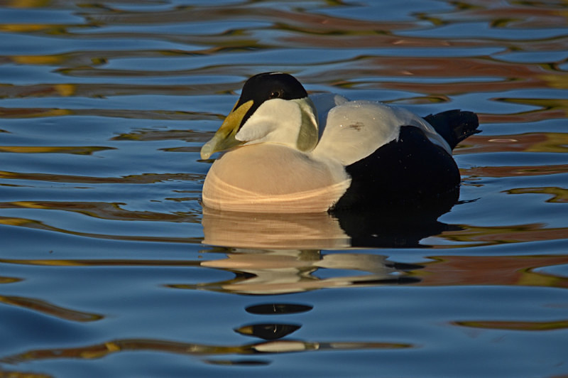 Eider - Diving ducks