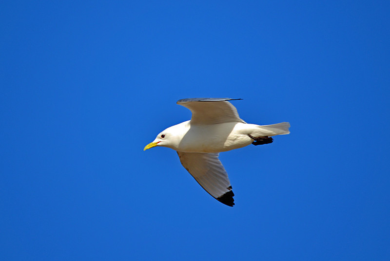 Kittiwake - Westfjords