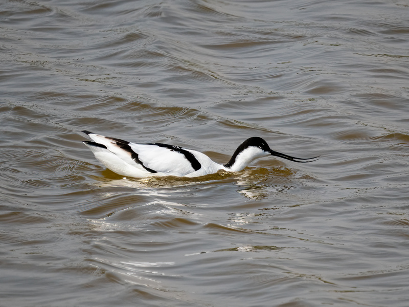 Avocet - Latest photos