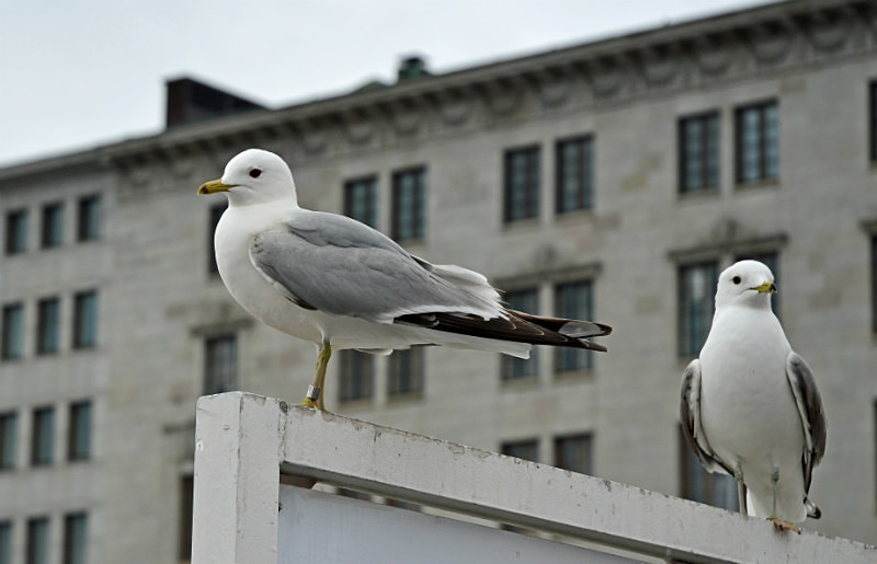 Common Gull - North east Finland