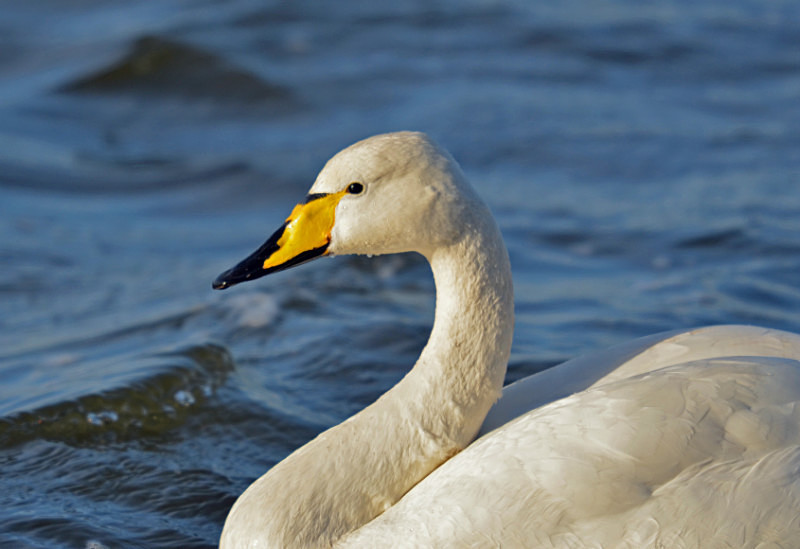 Whooper Swan - Whooper and Bewick's Swans