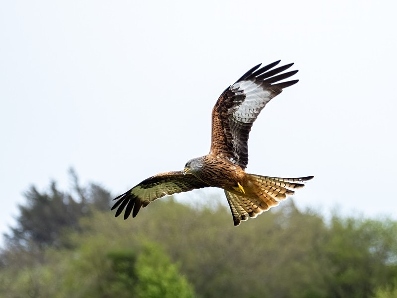 Red Kite - Birds of prey