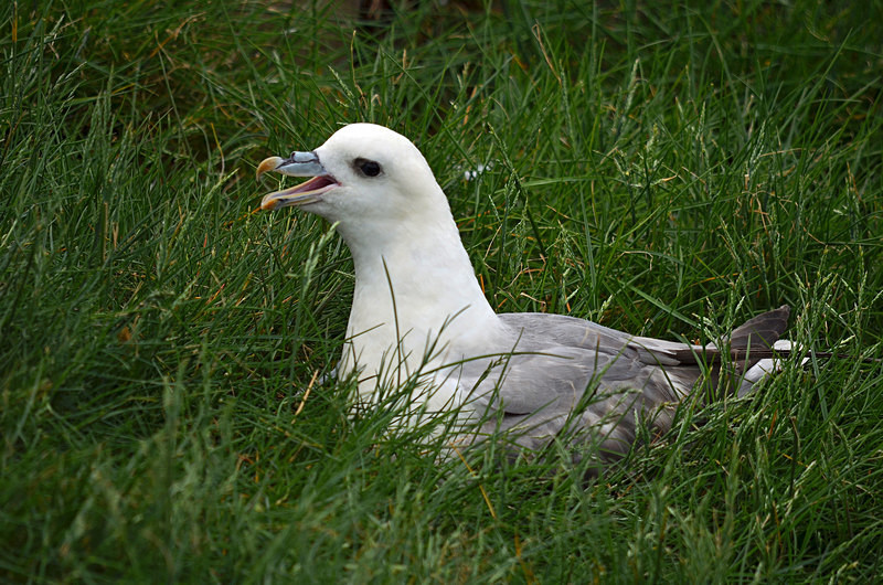 Fulmar - Fulmars