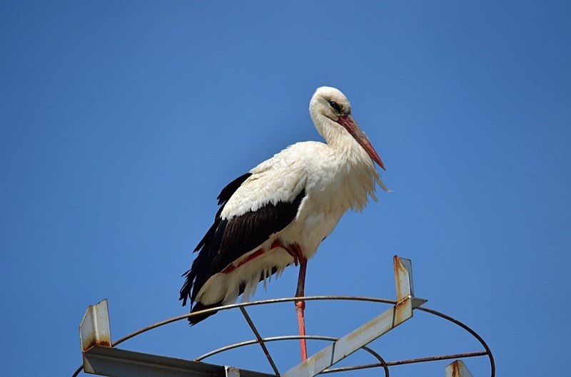 White Stork - Bulgaria