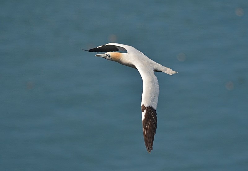 Gannet - Gannets