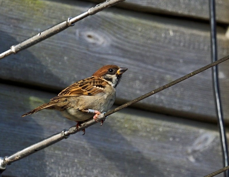 Tree Sparrow - Sparrows