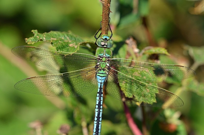 Emperor Dragonfly - Dragonflies and damselflies