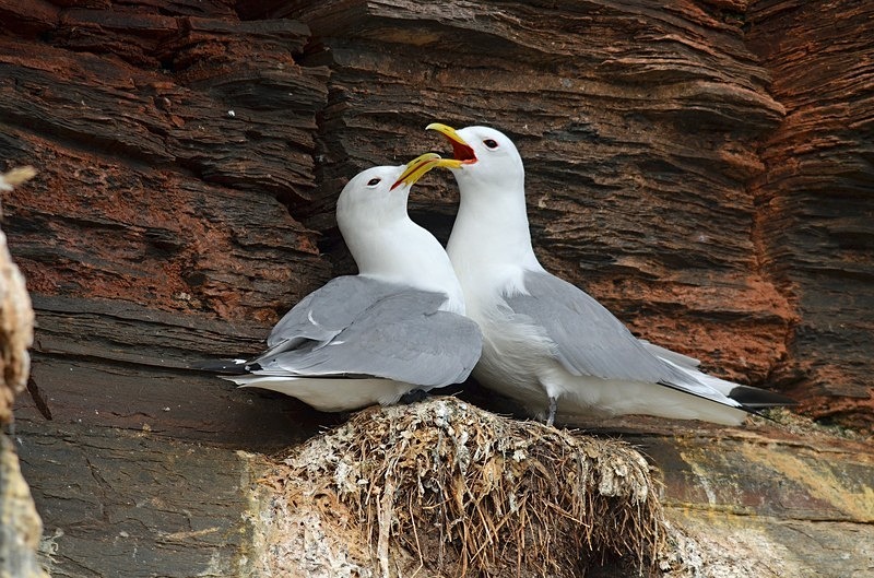 Kittiwakes - North Norway