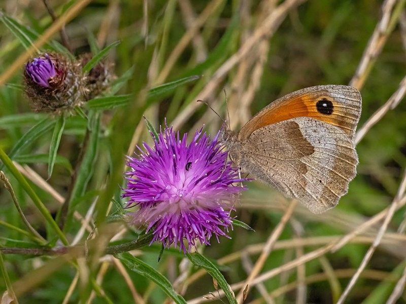 Meadow Brown - Butterflies