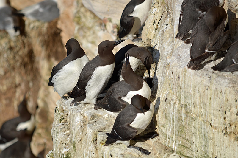 Common Guillemots - Auks