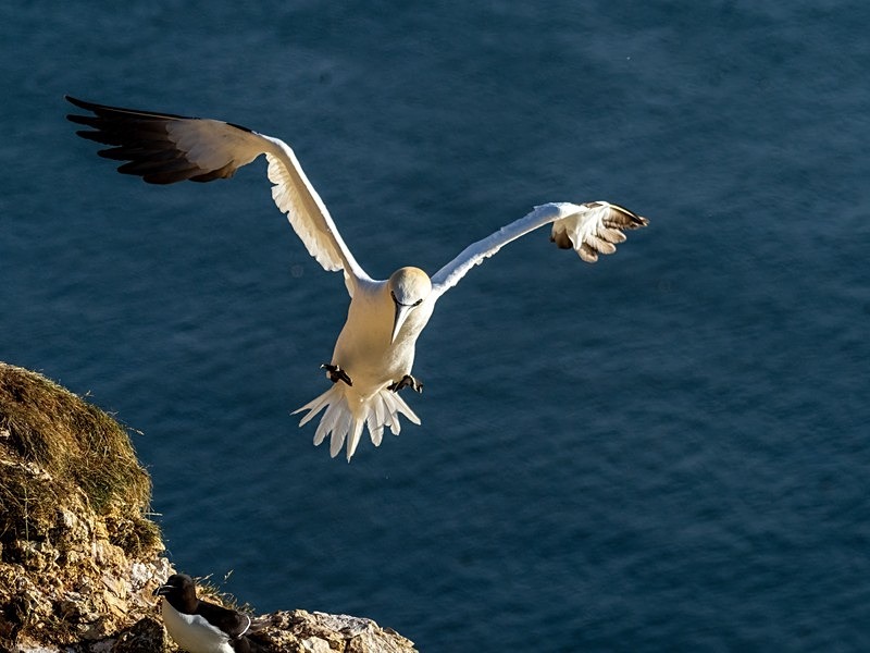 Gannet - Gannets