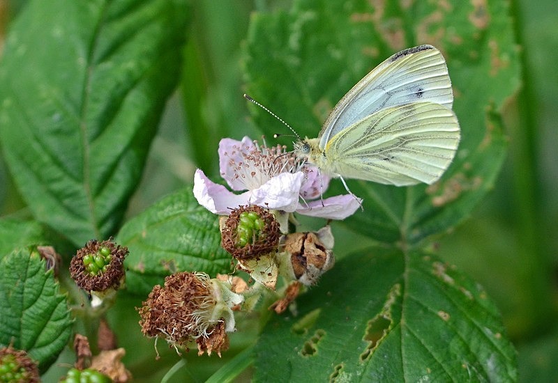 Green-veined White - Butterflies