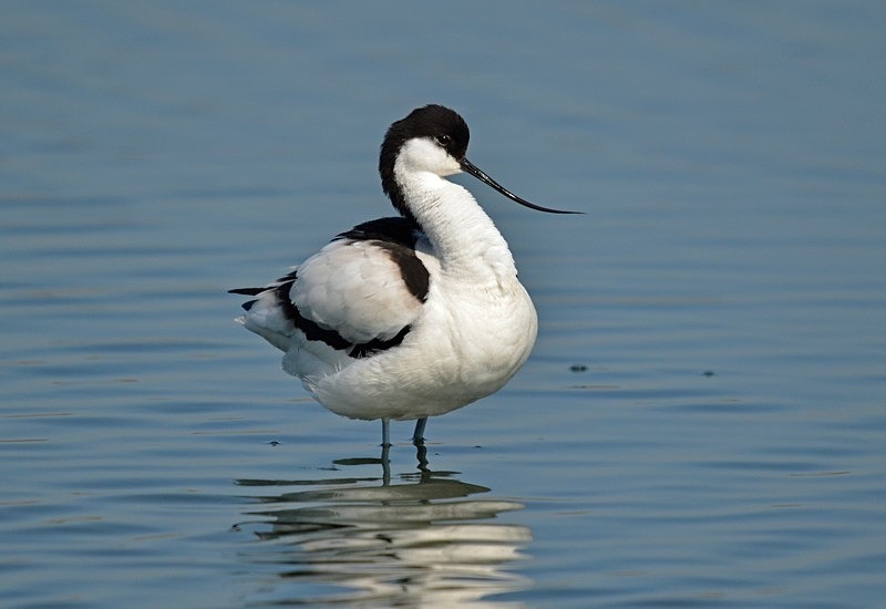 Avocet - Avocets and stilts