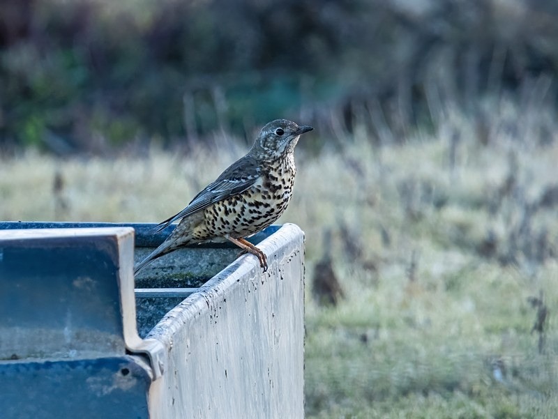 Mistle Thrush - Thrushes