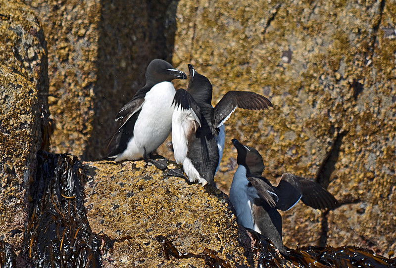Razorbills - Auks