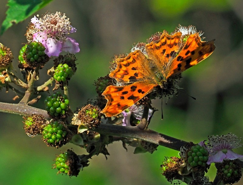 Comma - Butterflies