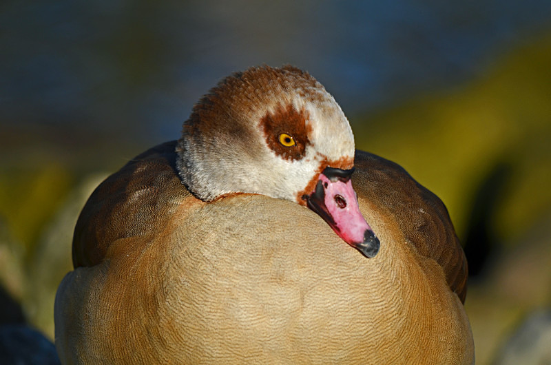 Egyptian Goose - Grey geese