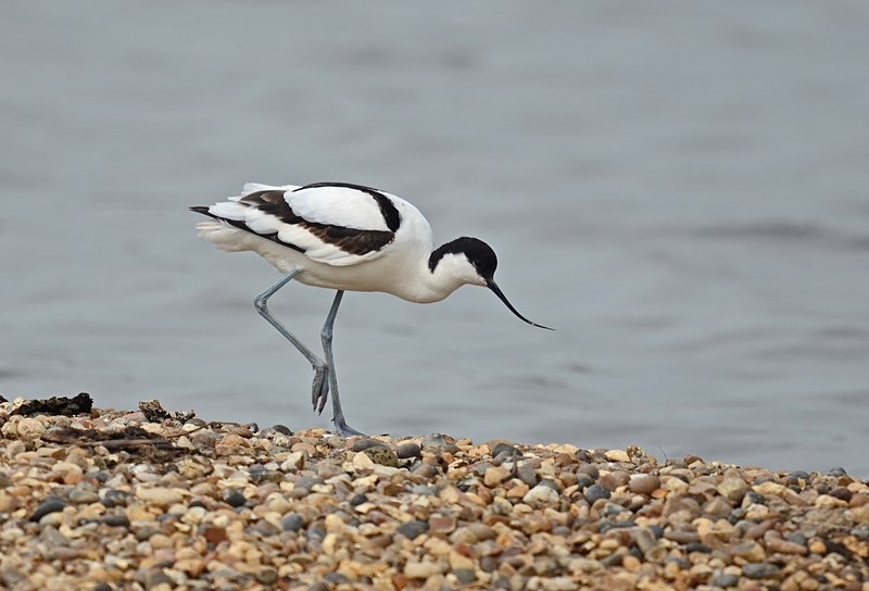 Avocet - Avocets and stilts