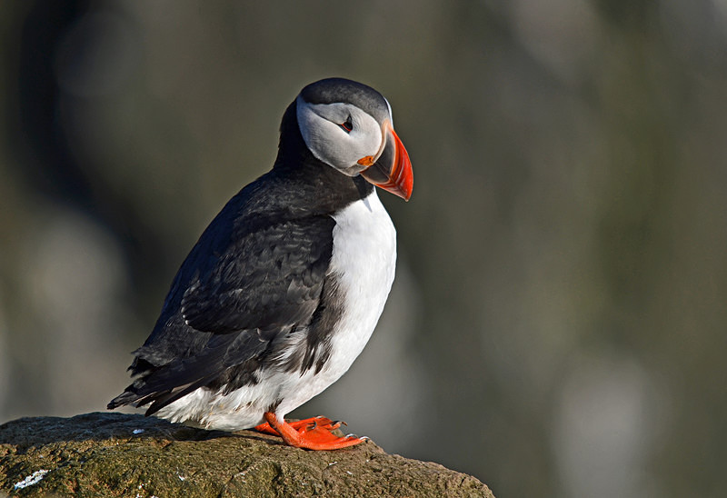 Puffin - Westfjords