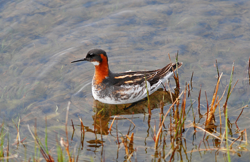 Red-necked Phalarope - Phalaropes